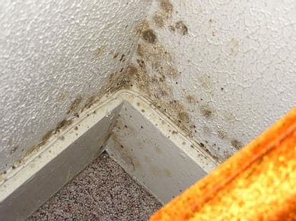 mold in the corner of a room